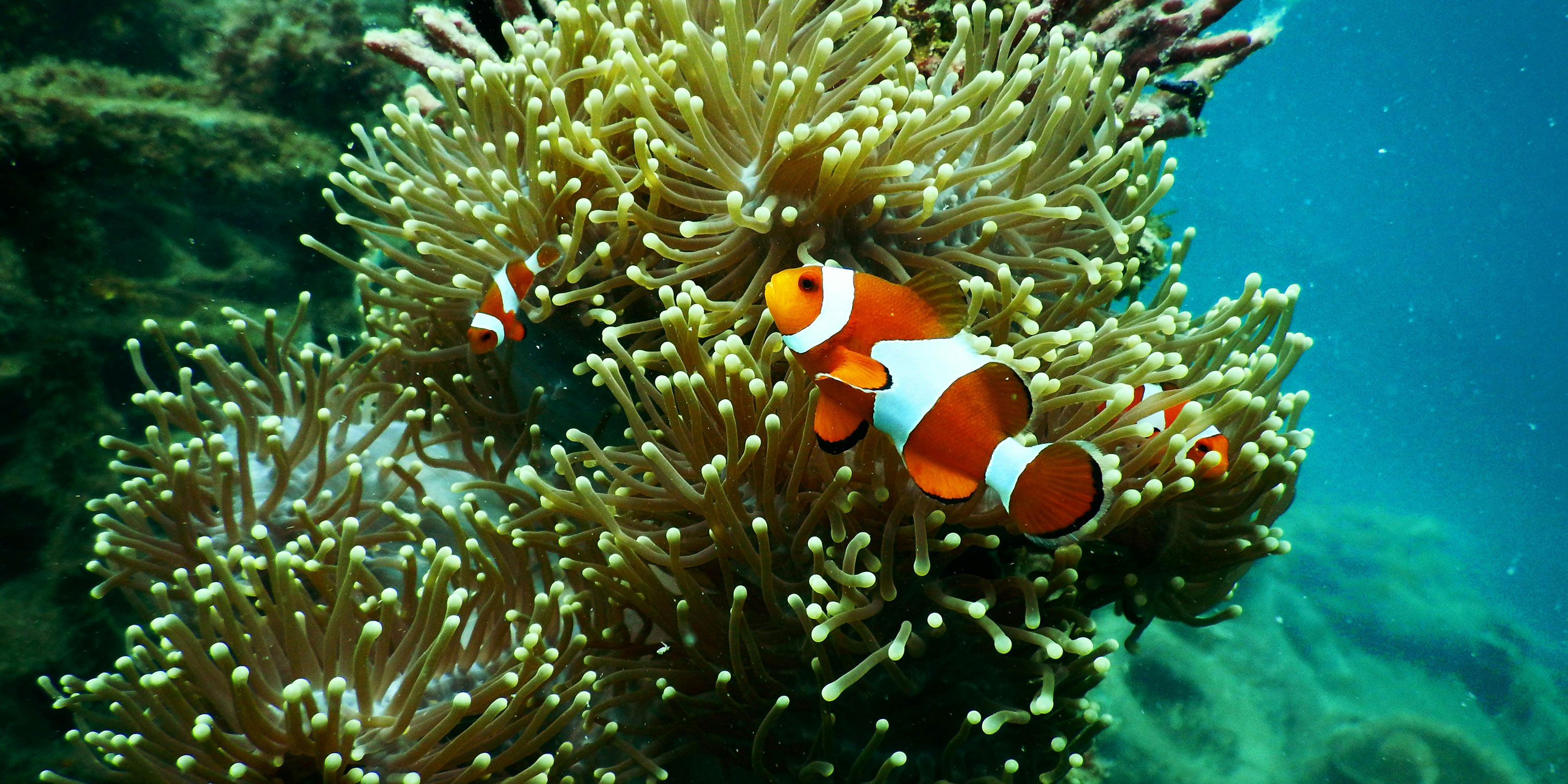 Loglines: An Introduction